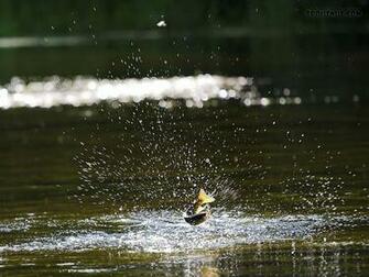Small Brown Trout Jumps At The End Of My Line Photo By Sandy