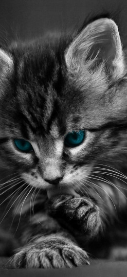 4k Cute Cat Wallpaper