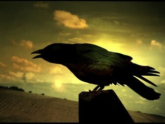 Bird Silhouette Wallpaper