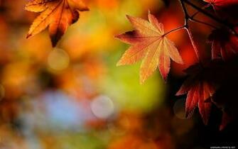 Fall Leaves Wallpaper