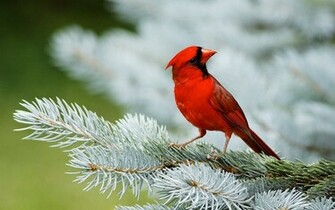 Red Cardinal Wallpaper And Image Pictures Photos