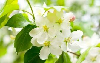 Flower Apple Blossoms Wallpaper Cool Pc