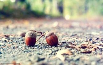 Wallpaper Macro Acorn Desktop In The