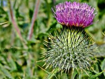 Thistles Desktop Background Wallpaper