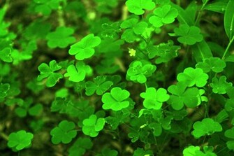 Clover Wallpaper HD Background Desktop