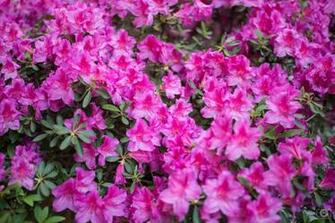 Pink Bush Azalea Background High Quality Background