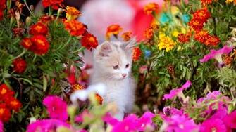 Home Animals Insects Cute Spring Kitten