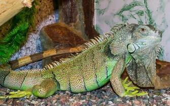 Iguana HD Wallpaper Image High Definition All