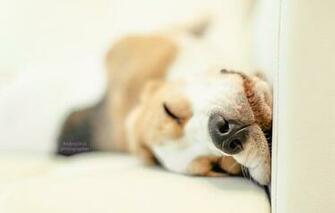 Pup Puppy Snoopy Snuppy Wallpaper Photos Pictures
