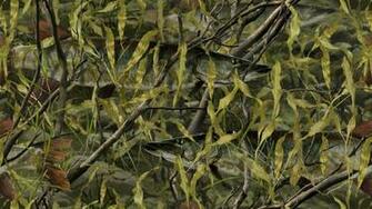 Fishouflage Photo