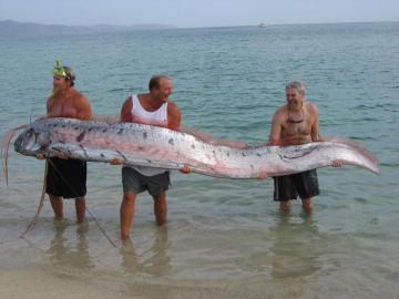 Huge Fish The Oarfish Sea Animals Deep Creatures