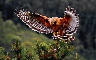 Exotic Birds Wallpaper