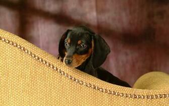 Miniature Dachshund Puppies Wallpaper Puppy No