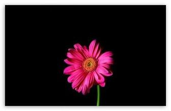 Hot Pink Gerber Daisy HD Wallpaper For Standard Fullscreen