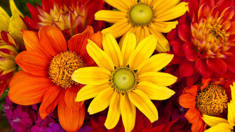 Flowers 4k Wallpaper