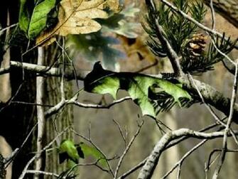 Realtree Camo Wallpaper To Your Cell Phone