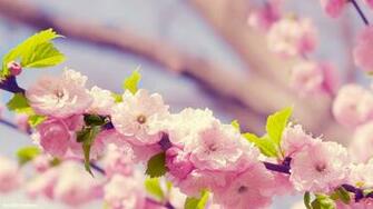 Wallpaper Spring Flower HD Background Desktop