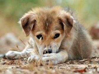 Cute Dog Baby Wallpaper HD Topwallpaper