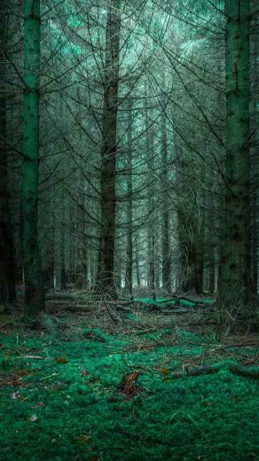 Wallpaper Nature Mysterious Forest W A L P E R S In