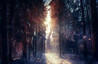 Forest In Winter 4k Ultra HD Wallpaper Net
