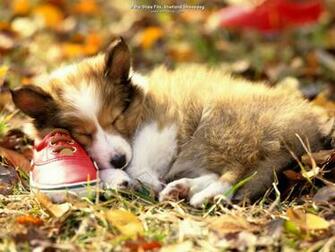 Dog Wallpaper Dogs For
