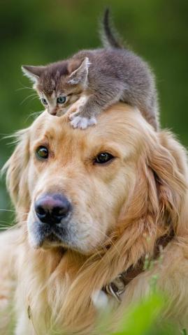 Animal Cat Dog