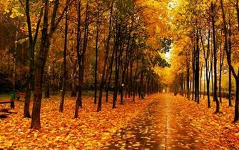 Fall Screensavers Related Keywords Amp Suggestions