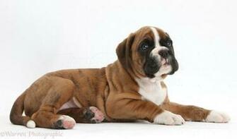 High Definition Wallpaper Photo Boxer Html