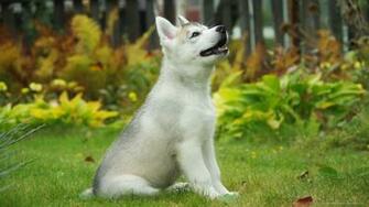 iPad Happy Siberian Husky Puppy Screensaver For Kindle3 And Dx