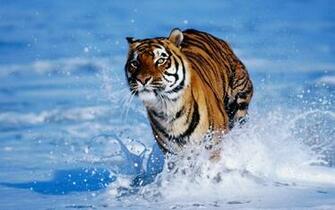 Tiger Wallpaper For Desktop