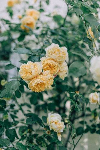 Flower Android Wallpaper