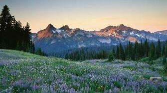 Mount Rainier National Park Wallpaper