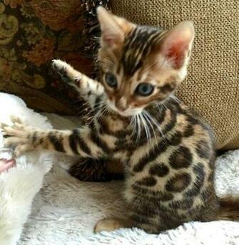 Cute Kittens Image Bengal HD Wallpaper And Background