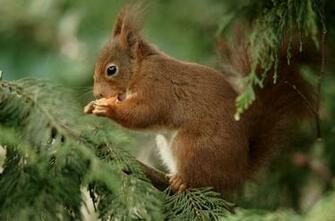 Beautiful Wallpaper Squirrels