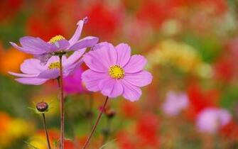 Pink Cosmos Wallpaper