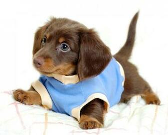 Puppies Photo