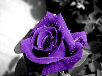 Purple Rose Wallpaper High Quality