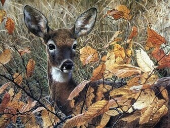 Deer Screensaver Screensavers