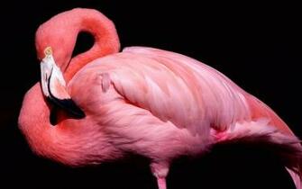 Pink Bird Flamingo HD Wallpaper