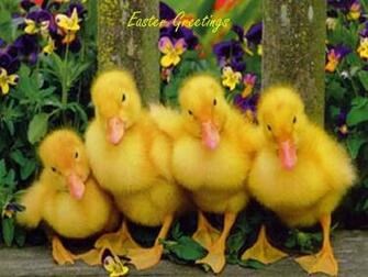 Easter Bunny Wallpaper Which Is Under The
