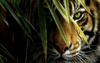 132398d1362466043 Tiger Wallpaper Photo X Jpg