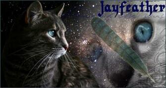 Warrior Cats Wallpaper Jayfeather Cat By
