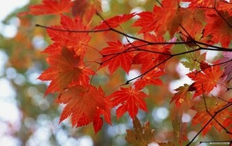 Autumn Desktop Wallpaper In HD
