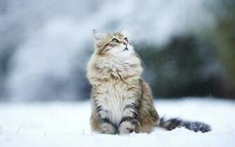 The Snow HD Wallpaper Cat In