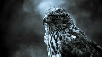 Bird Of Prey HD Wallpaper Hq Desktop
