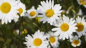 Daisies Wallpaper Flowers Gallery Pc