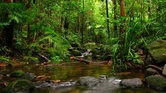 Nature Jungle Wallpaper