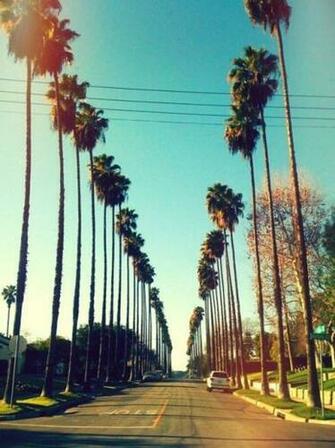 Military Musik Palm Trees California Livin