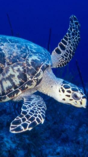 Sea Turtle iPhone Wallpaper