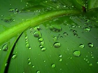 Water Drops